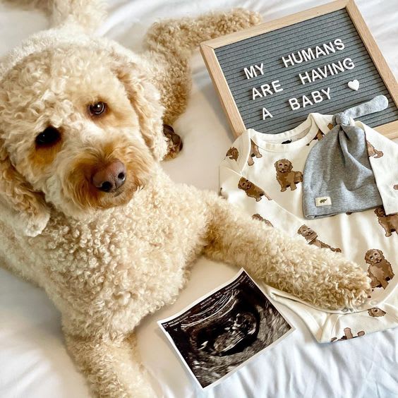 Announcement Pet Pics